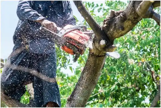 tree services Deport